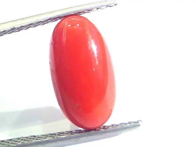 5.08 Ct Untreated Natural Premium Italian Red Coral AAAAA