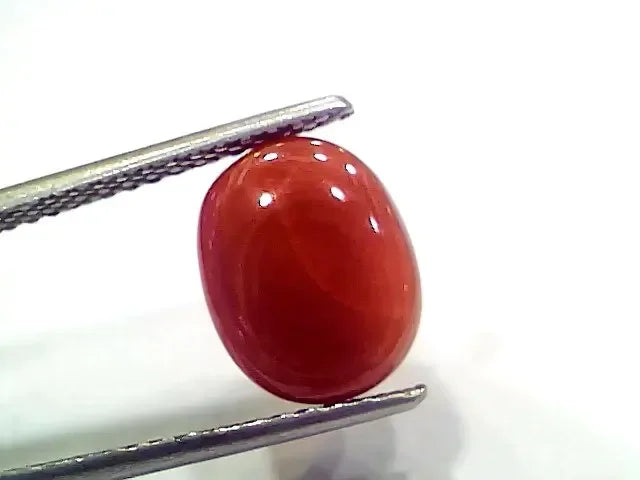 4.99 Ct 5.54 Ratti Natural Italian Red Coral Moonga Gemstone - Venus Gems
