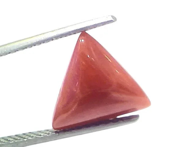 5.03 Ct Natural Italian Triangle Red Coral Trikon Moonga Gemstone - Venus Gems