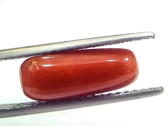 5.08 Ct 5.64 Ratti Natural Untreated Italian Red Coral Moonga Gems