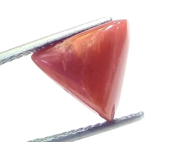 5.03 Ct Natural Italian Triangle Red Coral Trikon Moonga Gemstone - Venus Gems
