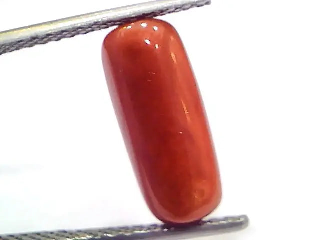 5.10 Ct 8.5 Ratti Natural Untreated Italian Red Coral Moonga Gems