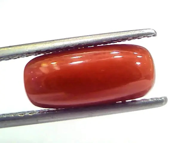5.11 Ct 5.67 Ratti Natural Untreated Italian Red Coral Moonga Gems