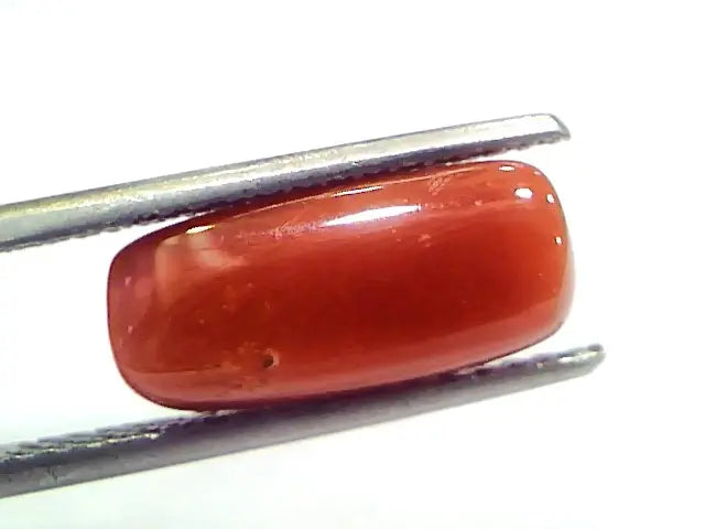 5.11 Ct 5.67 Ratti Natural Untreated Italian Red Coral Moonga Gems