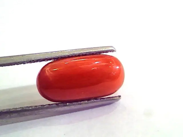 5.05 Carat Natural Italian Red Coral Moonga Gemstone AAAA