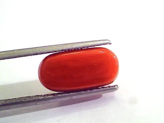 5.05 Carat Natural Italian Red Coral Moonga Gemstone AAAA