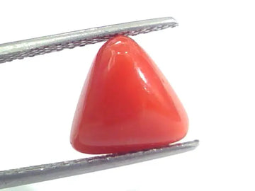 5.06 Ct 8.4 Ratti Natural Italian Triangle Red Coral Moonga Gemstone