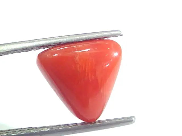5.06 Ct 8.4 Ratti Natural Italian Triangle Red Coral Moonga Gemstone