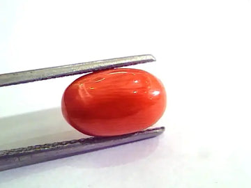 5.06 Carat Natural Italian Red Coral Moonga Gemstone AAAA