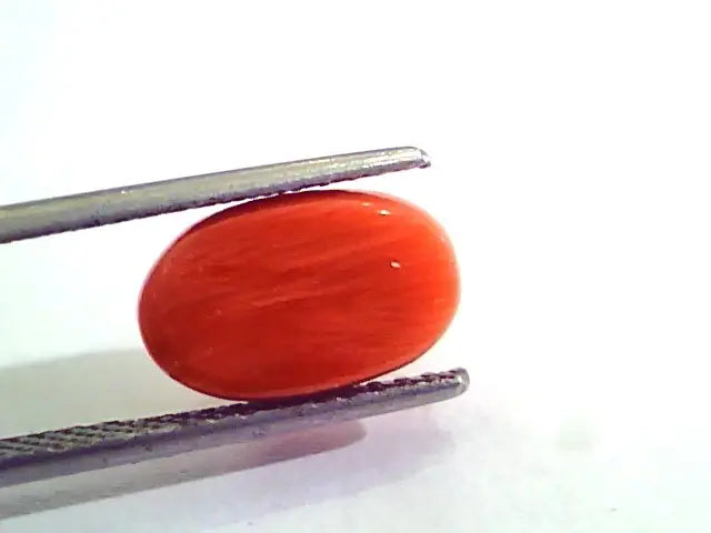 5.06 Carat Natural Italian Red Coral Moonga Gemstone AAAA