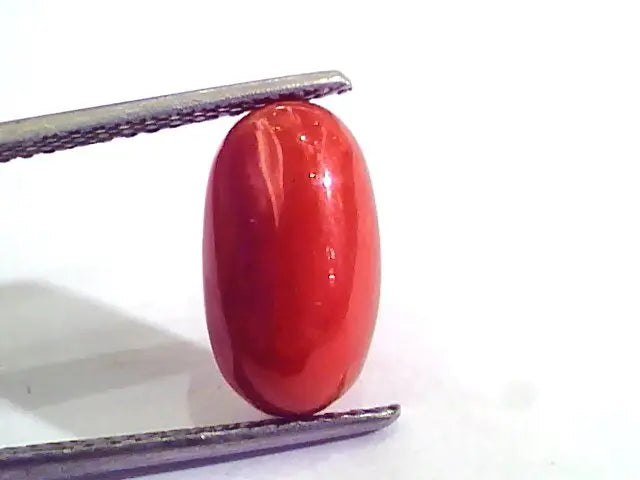 5.08 Carat Natural Italian Red Coral Moonga Gemstone AAAA