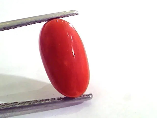 5.08 Carat Natural Italian Red Coral Moonga Gemstone AAAA