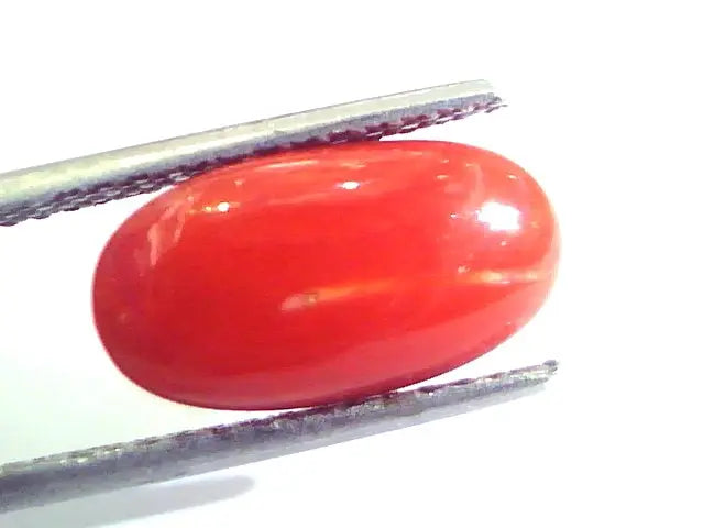 5.18 Ct Untreated Natural Premium Italian Red Coral AAAAA