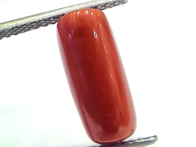 5.16 Ct 8.6 Ratti Natural Untreated Italian Red Coral Moonga Gems