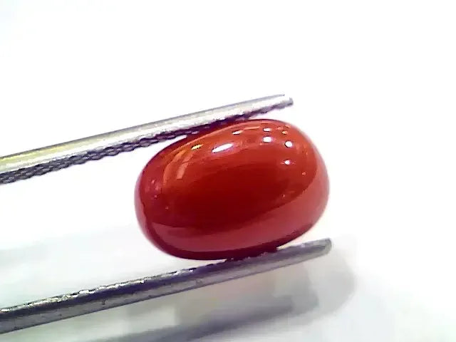 4.93 Ct 5.47 Ratti Natural Italian Red Coral Moonga Gemstone - Venus Gems