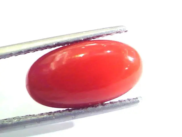 5.18 Ct Untreated Natural Premium Italian Red Coral AAAAA