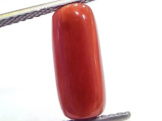 5.16 Ct 8.6 Ratti Natural Untreated Italian Red Coral Moonga Gems