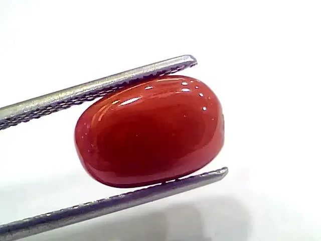 4.93 Ct 5.47 Ratti Natural Italian Red Coral Moonga Gemstone - Venus Gems