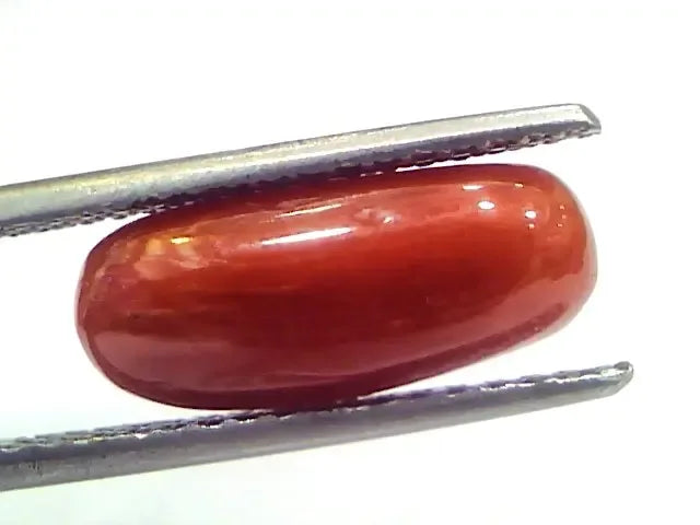 5.20 Ct 5.77 Ratti Natural Untreated Italian Red Coral Moonga Gems - Venus Gems