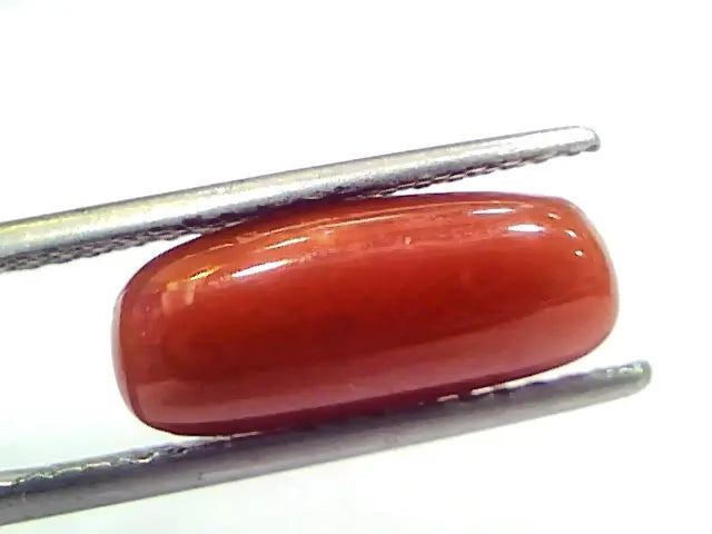 5.20 Ct 5.77 Ratti Natural Untreated Italian Red Coral Moonga Gems