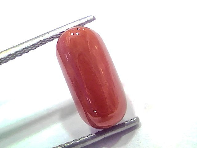 5.11 Ct 5.61 Ratti Natural Untreated Italian Red Coral Moonga AAAAA