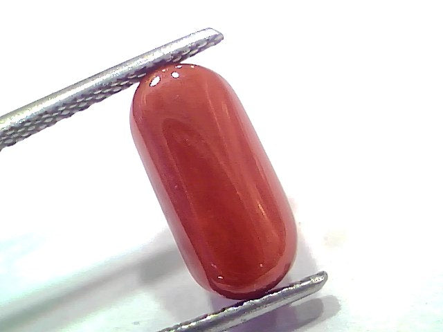 5.11 Ct 5.61 Ratti Natural Untreated Italian Red Coral Moonga AAAAA