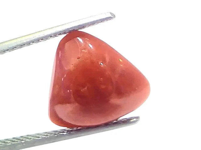 5.14 Ct Natural Italian Triangle Red Coral Trikon Moonga Gemstone - Venus Gems