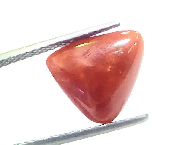 5.14 Ct Natural Italian Triangle Red Coral Trikon Moonga Gemstone - Venus Gems