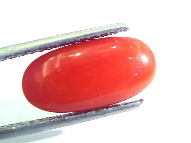 5.26 Ct Untreated Natural Premium Italian Red Coral AAAAA