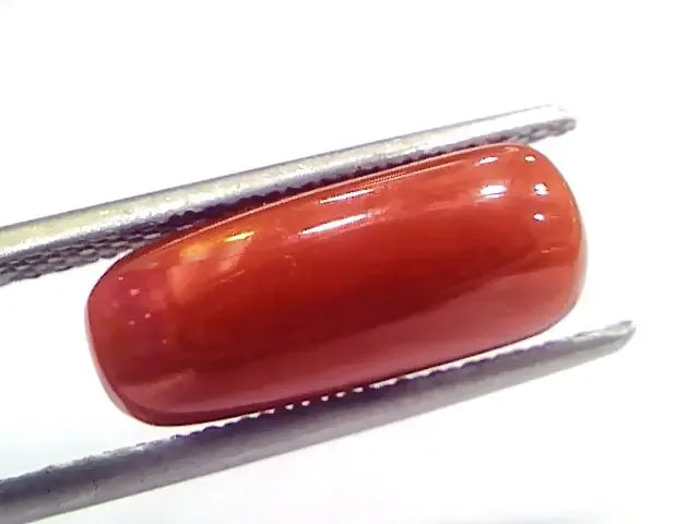 5.21 Ct 5.78 Ratti Natural Untreated Italian Red Coral Moonga Gems - Venus Gems