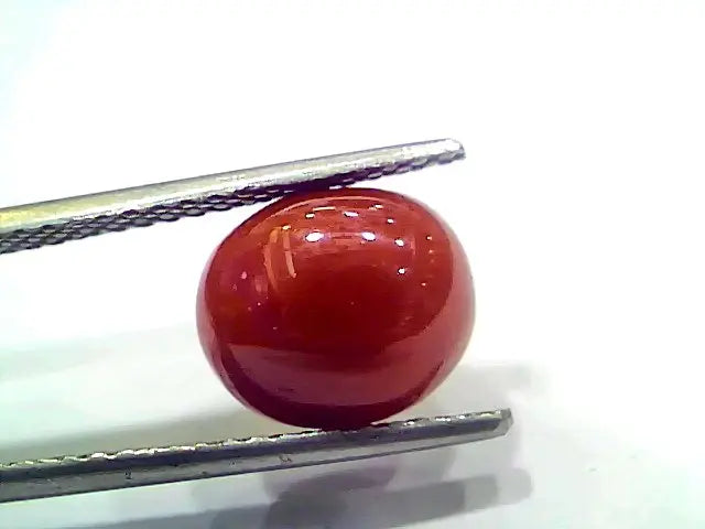 5.07 Ct 8.45 Ratti Natural Italian Red Coral Moonga Gemstone