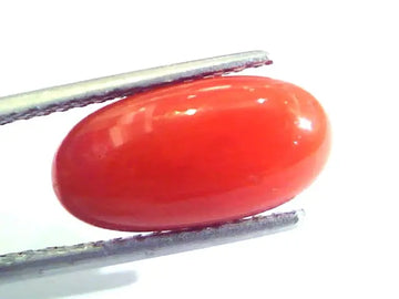 5.26 Ct Untreated Natural Premium Italian Red Coral AAAAA
