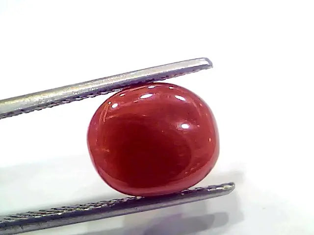 5.07 Ct 8.45 Ratti Natural Italian Red Coral Moonga Gemstone