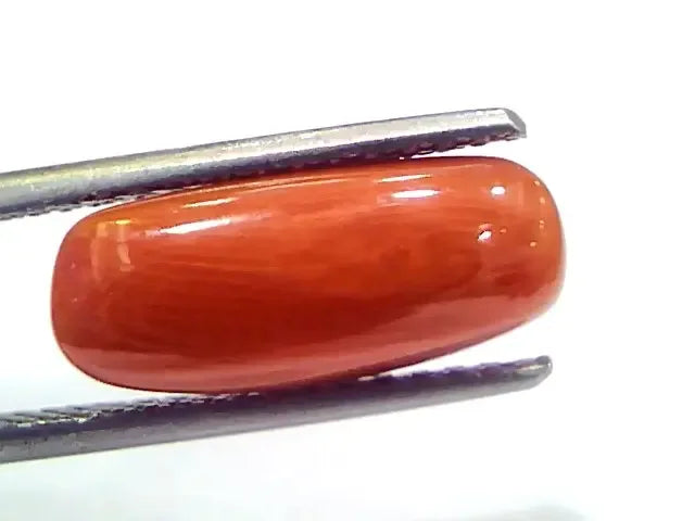 5.23 Ct 5.81 Ratti Natural Untreated Italian Red Coral Moonga Gems - Venus Gems