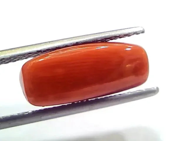 5.23 Ct 5.81 Ratti Natural Untreated Italian Red Coral Moonga Gems - Venus Gems