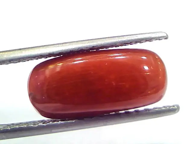 5.24 Ct 8.7 Ratti Natural Untreated Italian Red Coral Moonga Gems