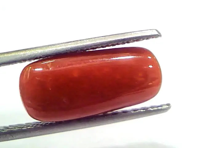 5.24 Ct 8.7 Ratti Natural Untreated Italian Red Coral Moonga Gems