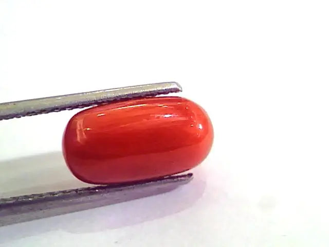5.20 Ct 9 Ratti Natural Italian Red Coral Moonga Gemstone AAAA