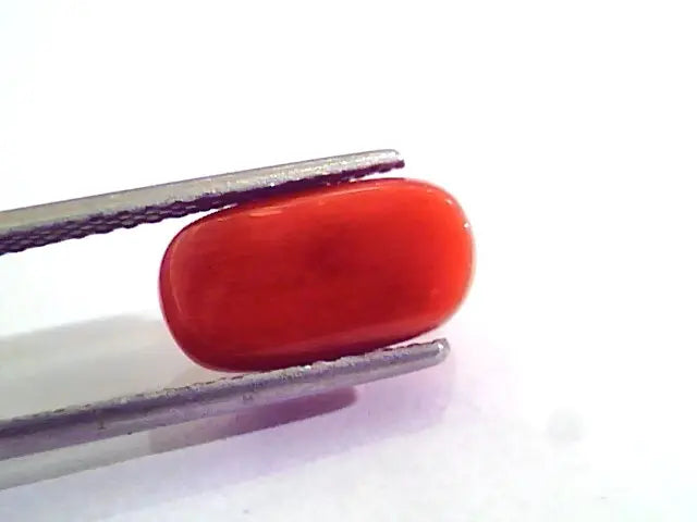 5.20 Ct 9 Ratti Natural Italian Red Coral Moonga Gemstone AAAA
