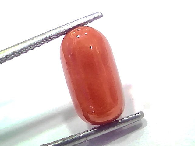 5.18 Ct 5.69 Ratti Natural Untreated Italian Red Coral Moonga AAAAA
