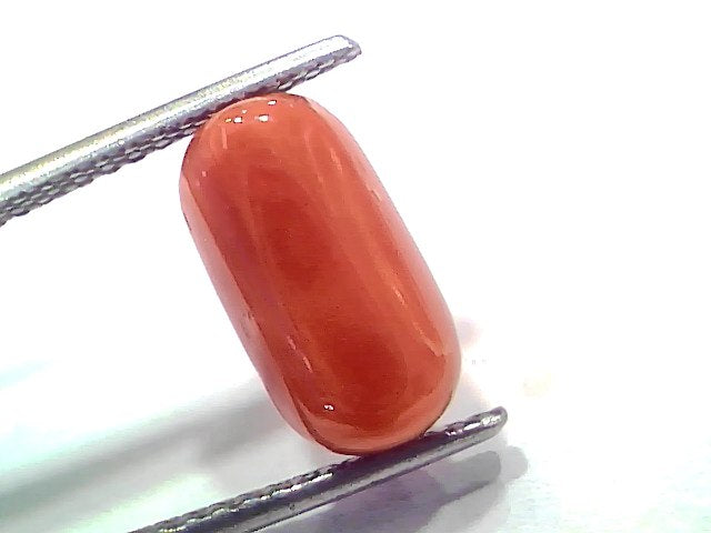 5.18 Ct 5.69 Ratti Natural Untreated Italian Red Coral Moonga AAAAA