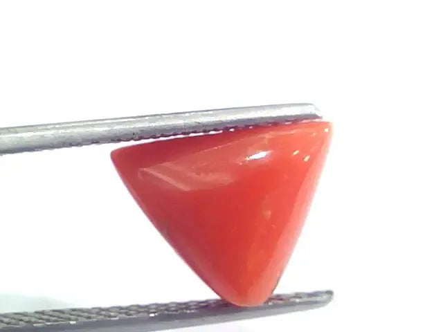 5.19 Ct 5.76 Ratti Natural Italian Triangle Red Coral Moonga Gemstone - Venus Gems