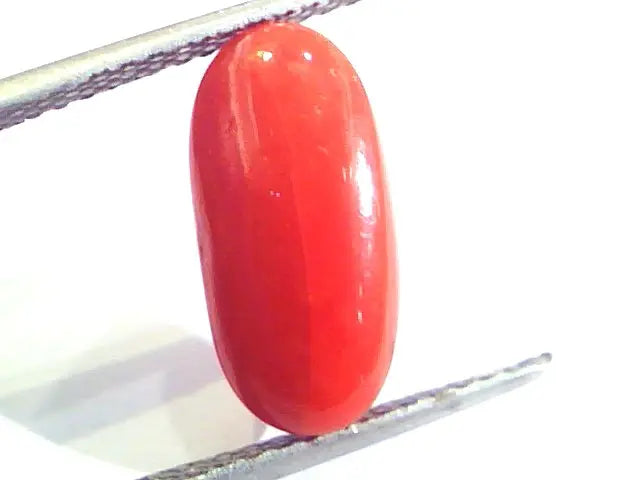 5.27 Ct Untreated Natural Premium Italian Red Coral AAAAA