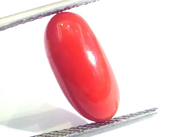 5.27 Ct Untreated Natural Premium Italian Red Coral AAAAA