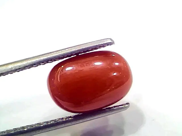 5.14 Ct 5.71 Ratti Natural Italian Red Coral Moonga Gemstone