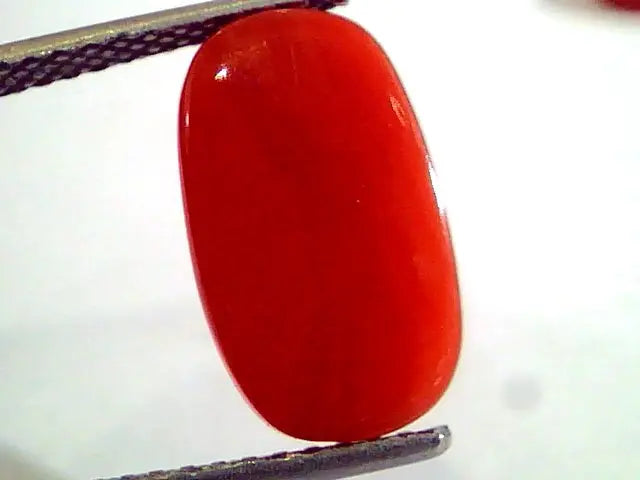 5.23 Ct Untreated Natural Premium Italian Red Coral AAAAA