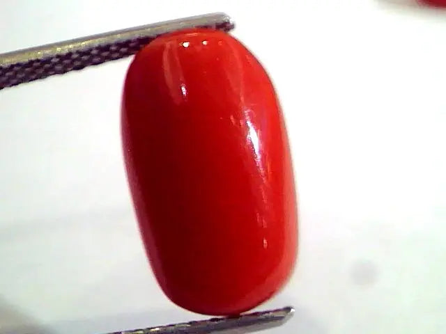 5.23 Ct Untreated Natural Premium Italian Red Coral AAAAA