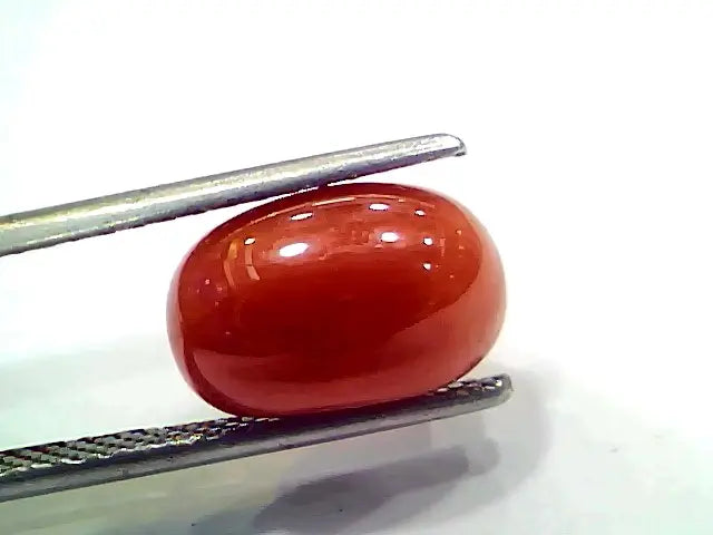 5.22 Ct 5.8 Ratti Natural Italian Red Coral Moonga Gemstone