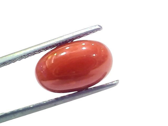 5.29 Ct 5.84 Ratti Natural Untreated Italian Red Coral Moonga AAAAA