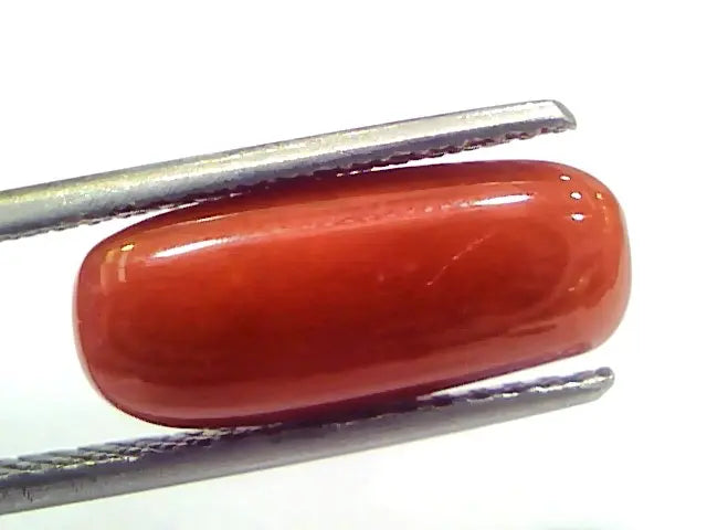 5.33 Ct 8.8 Ratti Natural Untreated Italian Red Coral Moonga Gems